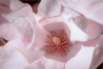 Magnolia flower simple syrup
