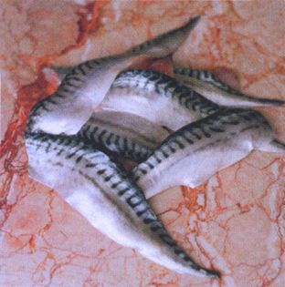 Marinated mackerel