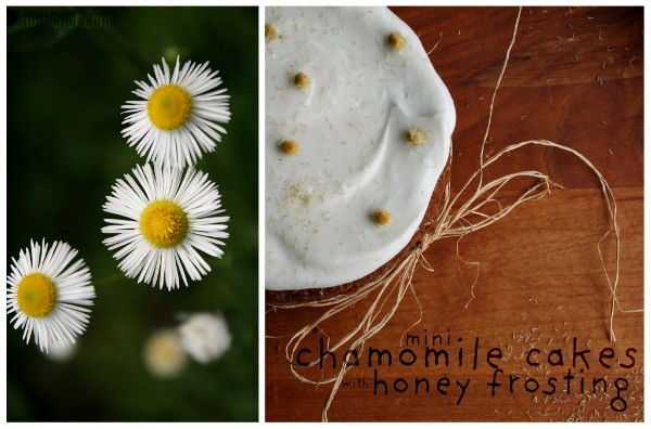 Mini chamomile cakes with honey frosting