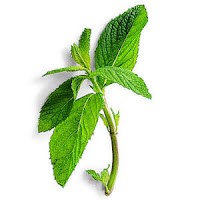 Mint chutney