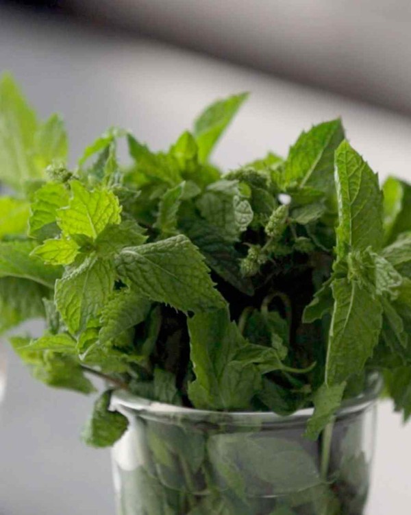 Mint, pistachio, and lemon zest pesto