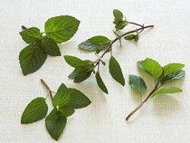 Mint-yogurt sauce with chiles (Pudhina dahi chutney)