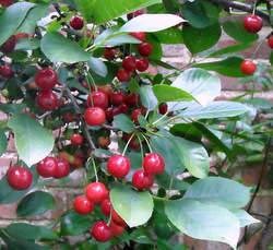 Morello cherry gin/liqueur