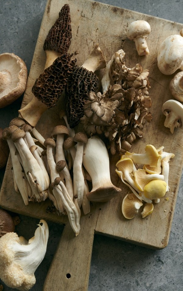 Mushroom catsup