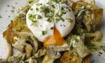 Mushroom ragout with poached duck egg