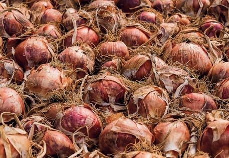My grandpa’s onions