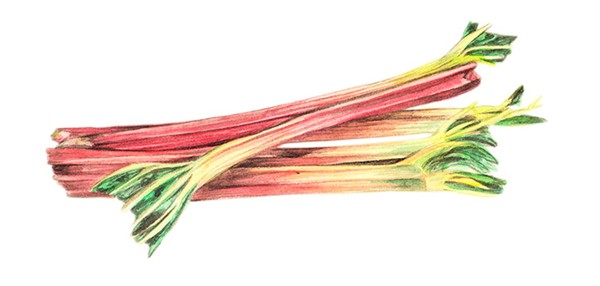 Nana's roasted rhubarb fool