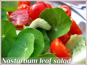 Nasturtium leaf salad