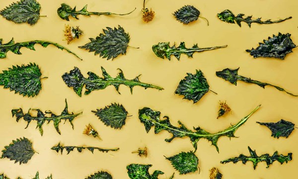 Nettle and dandelion chips