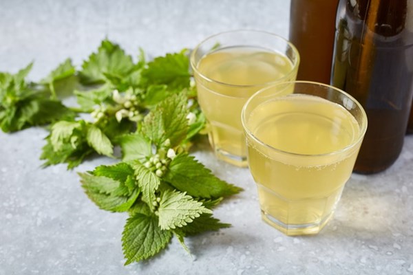 Nettle beer
