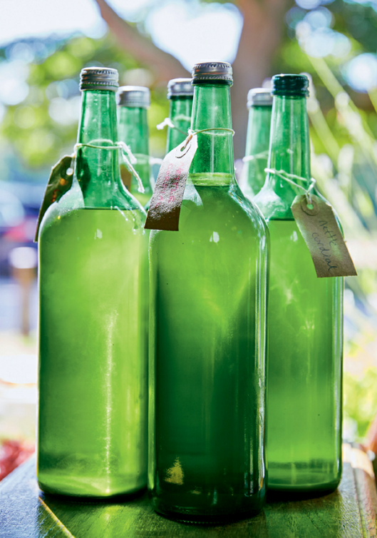 Nettle cordial