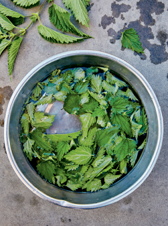 Nettle salsa verde