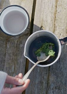 Nettle tea (Brændenælde te)