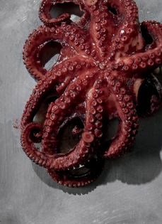 Octopus (Nakji)