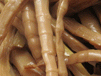 Oil braised spring bamboo shoots (Yóumèn chūnsŭn / 油燜春筍)