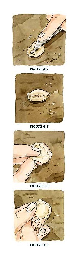 Orecchiette