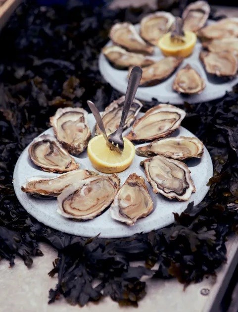 Oysters