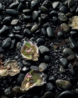 Oysters and succulents