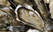 Oysters with frizzled ginger and lime