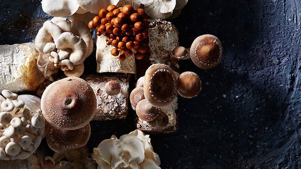 Pan-fried mushrooms