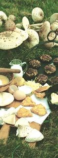 Parasol fritters