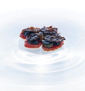 Pasture-raised veal, rendered smoked bone marrow, bitter chocolate black pudding, grey ghost mushrooms