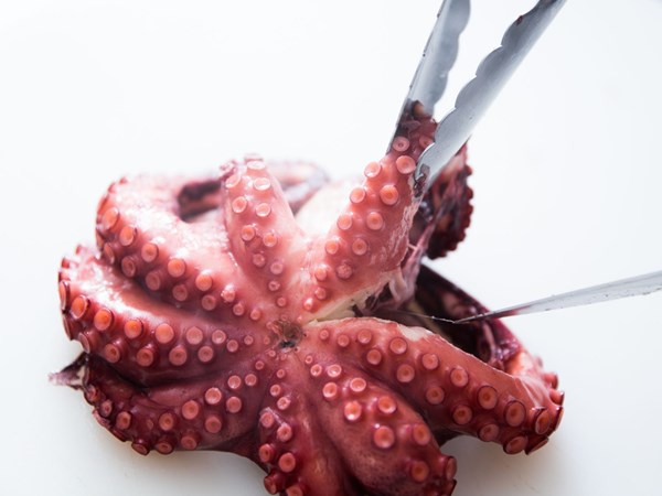 Perfectly cooked boiled octopus 