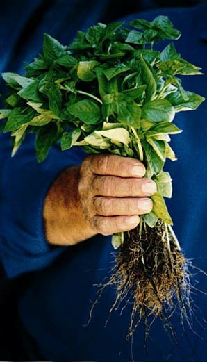 Pesto