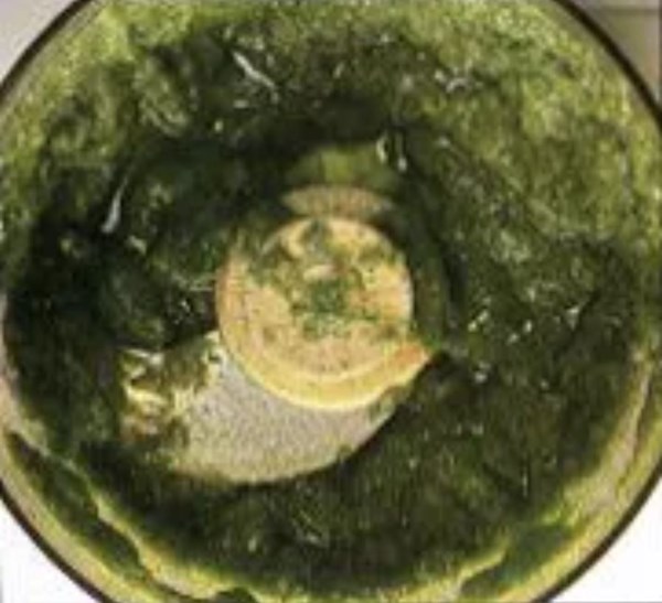Pesto