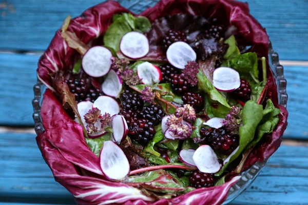 Pickled blackberry, baby leaf, radicchio, radish salad