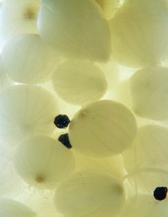 Pickled onions