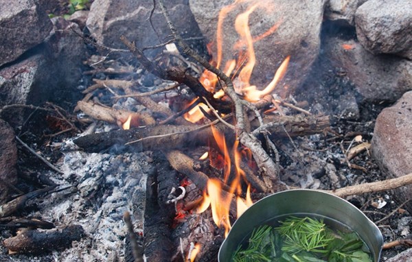 Pine needle tea