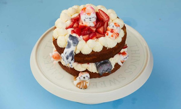 Pistachio, rose and strawberry cake with playing cats