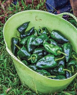 Poblanos stuffed with cheesy green chile rice