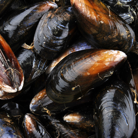 Pommes frites with mussels