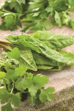 Potato gratin with sorrel