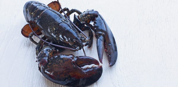 Preparing shellfish 2: preparing a lobster for a hot dish