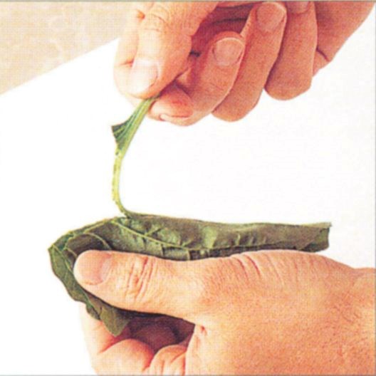 Preparing spinach