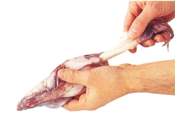 Preparing squid