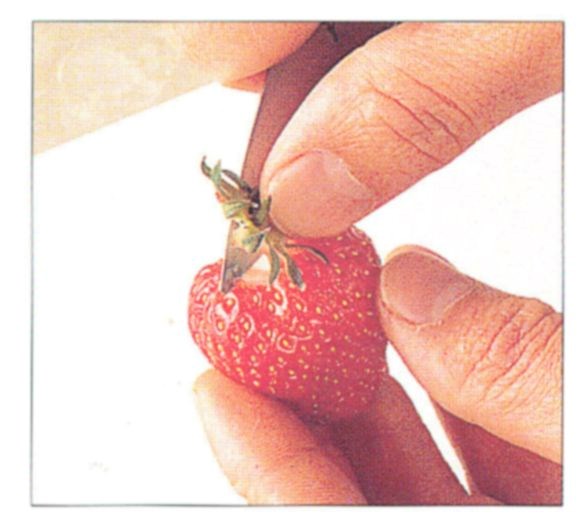 Preparing strawberries