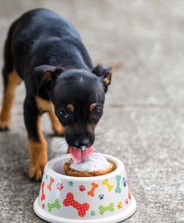 Pup cakes [for dogs]