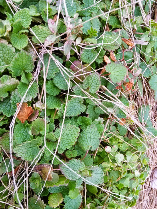 Purple dead nettle soup