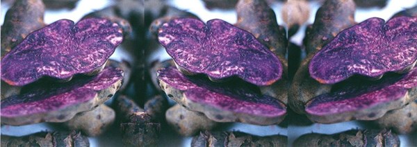 Purple potato gnocchi with basil-scented spring vegetables