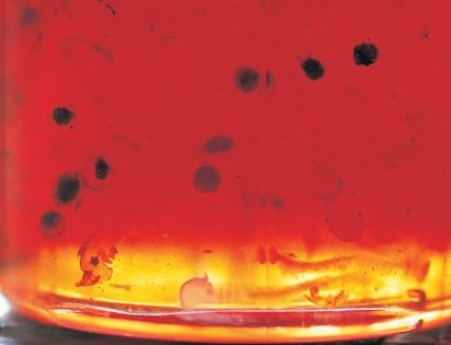 Quince and pink pepper jelly