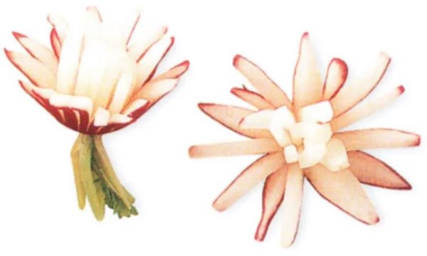 Radish roses