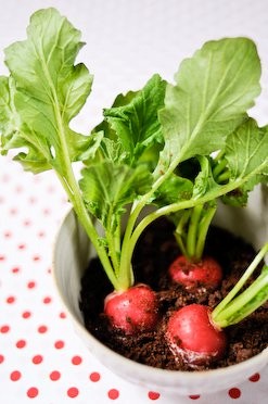Radishes in soil à la Noma