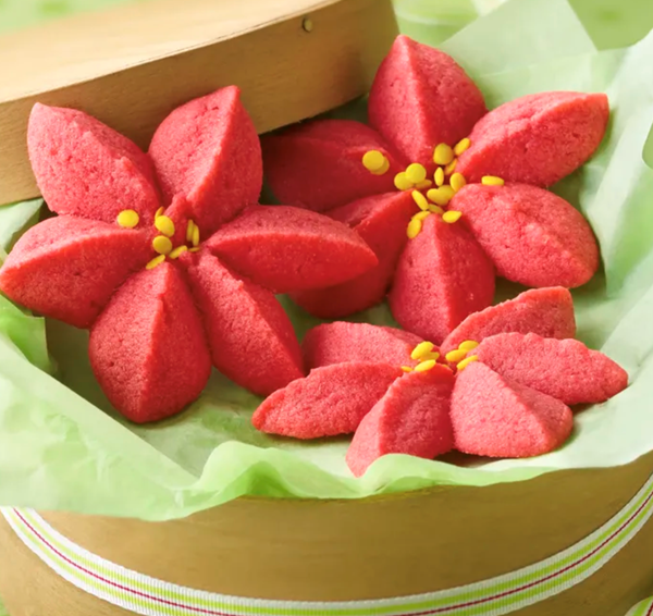Raspberry poinsettia blossoms