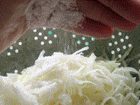 Raw radish threads with scallion oil (Congyou bailuobosi / 蔥油白蘿蔔絲)