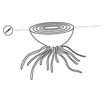 Regrown onions