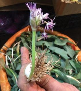 Rice with spring ramps (Valak polow)